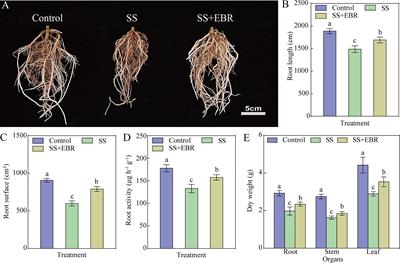 Exogenous 24-epibrassinolide promoted growth and nitrogen absorption and assimilation efficiency of apple seedlings under salt stress